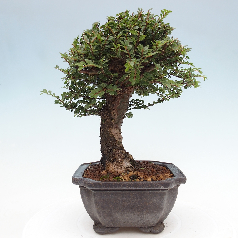 Vonkajší bonsai - Ulmus parvifolia Hokkaido - brest Čínsky