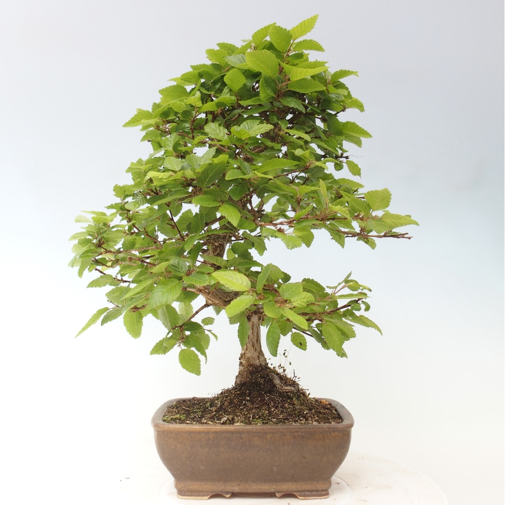 Vonkajšie bonsaje -Carpinus CARPINOIDES - Hrab kórejský