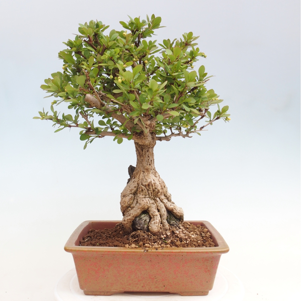 Vonkajšie bonsaje - Berberis coreana