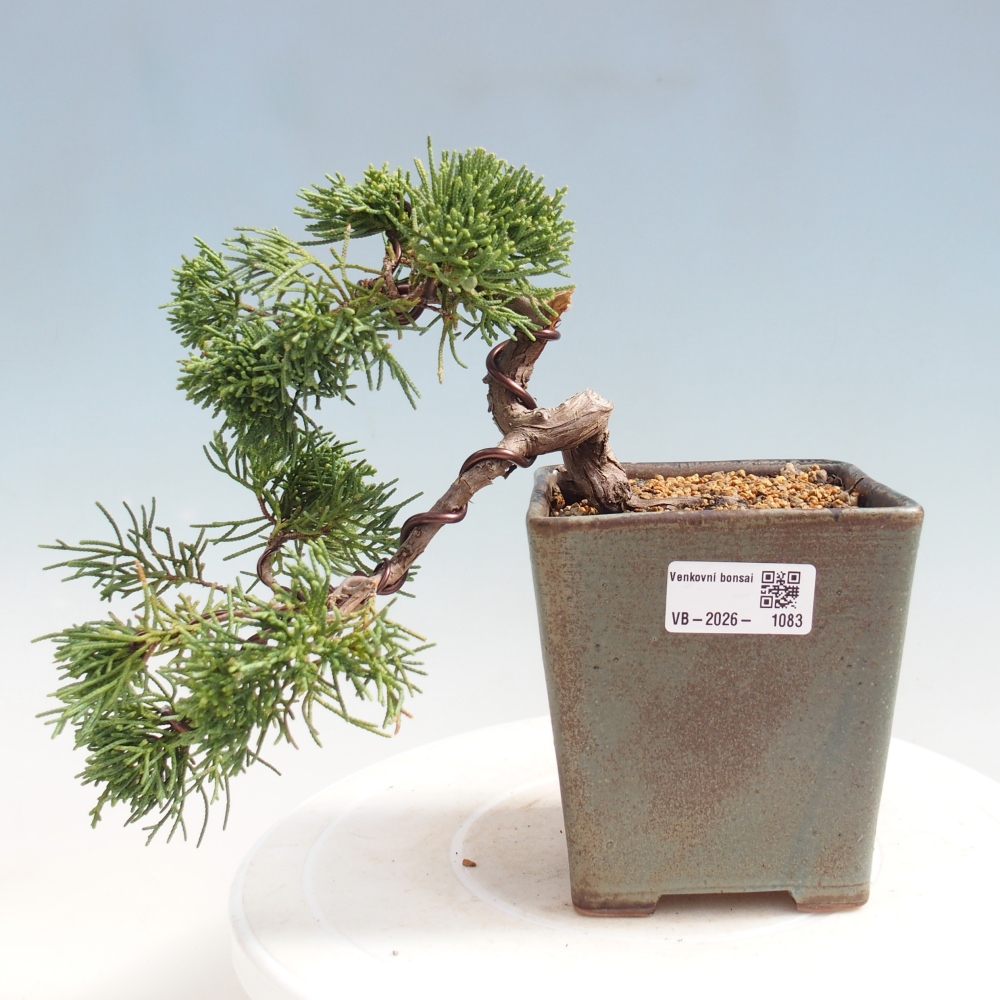 Vonkajší bonsaj - Juniperus chinensis Kishu