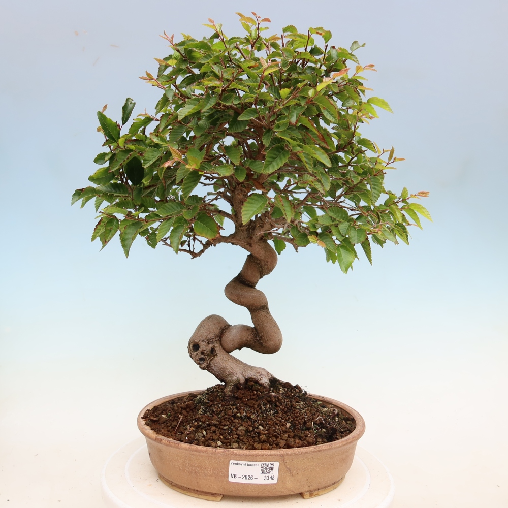 Vonkajší bonsaj -Carpinus coreana - Hrab kórejský