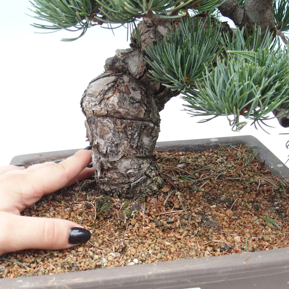 Vonkajšie bonsai - Pinus parviflora - Borovica drobnokvetá