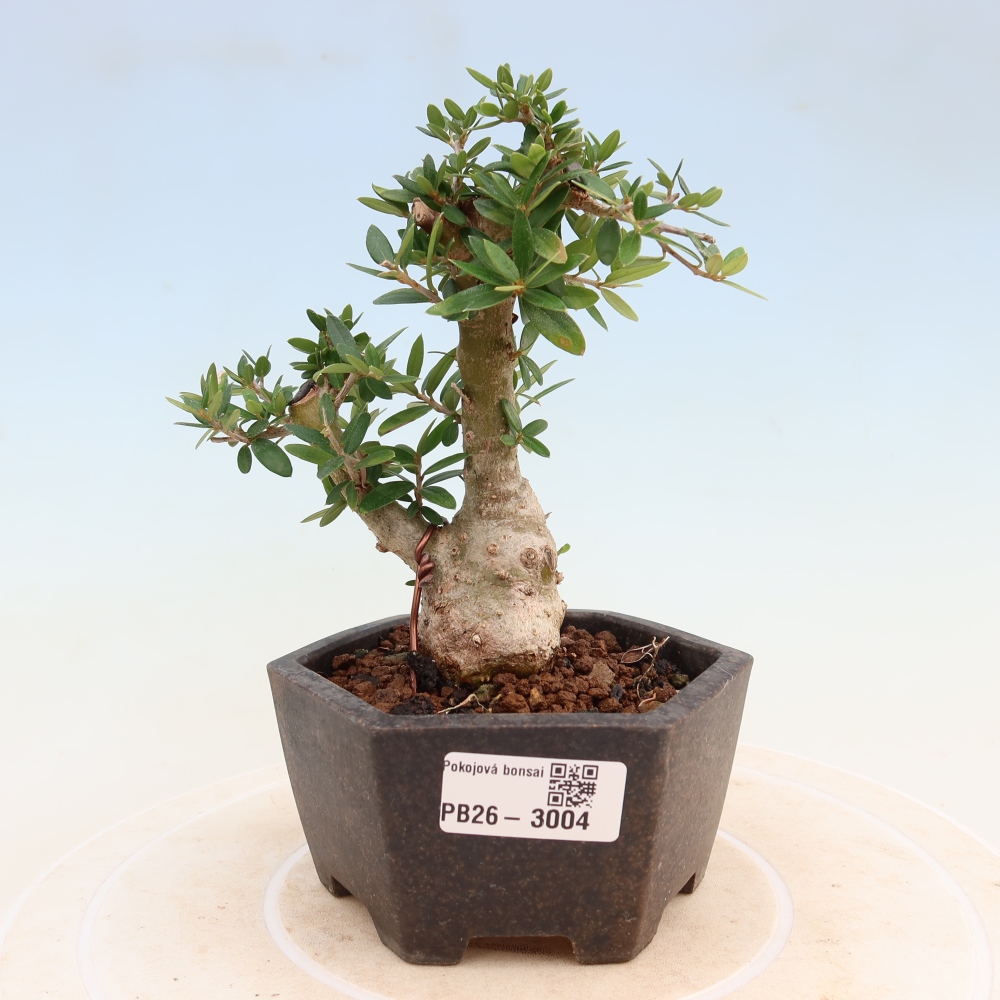 Izbový bonsaj - Olea europaea sylvestris