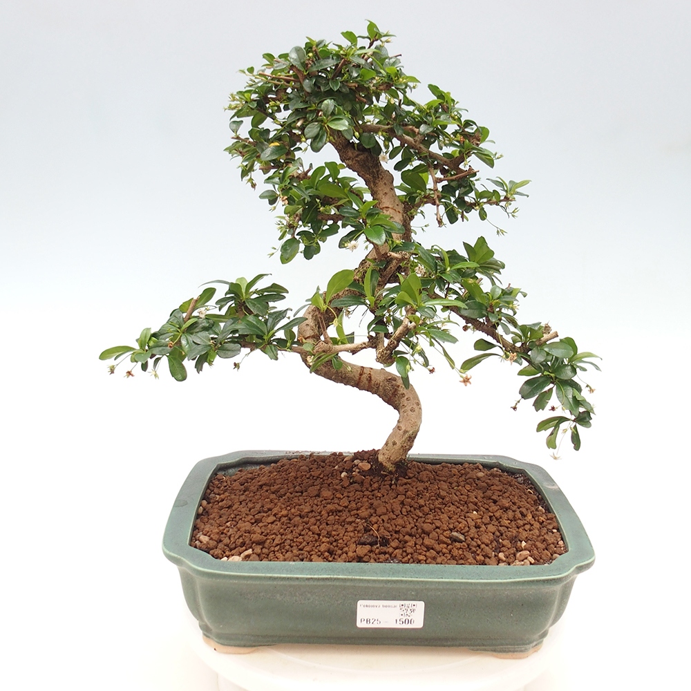 Izbová bonsai - Carmona macrophylla - Čaj fuki