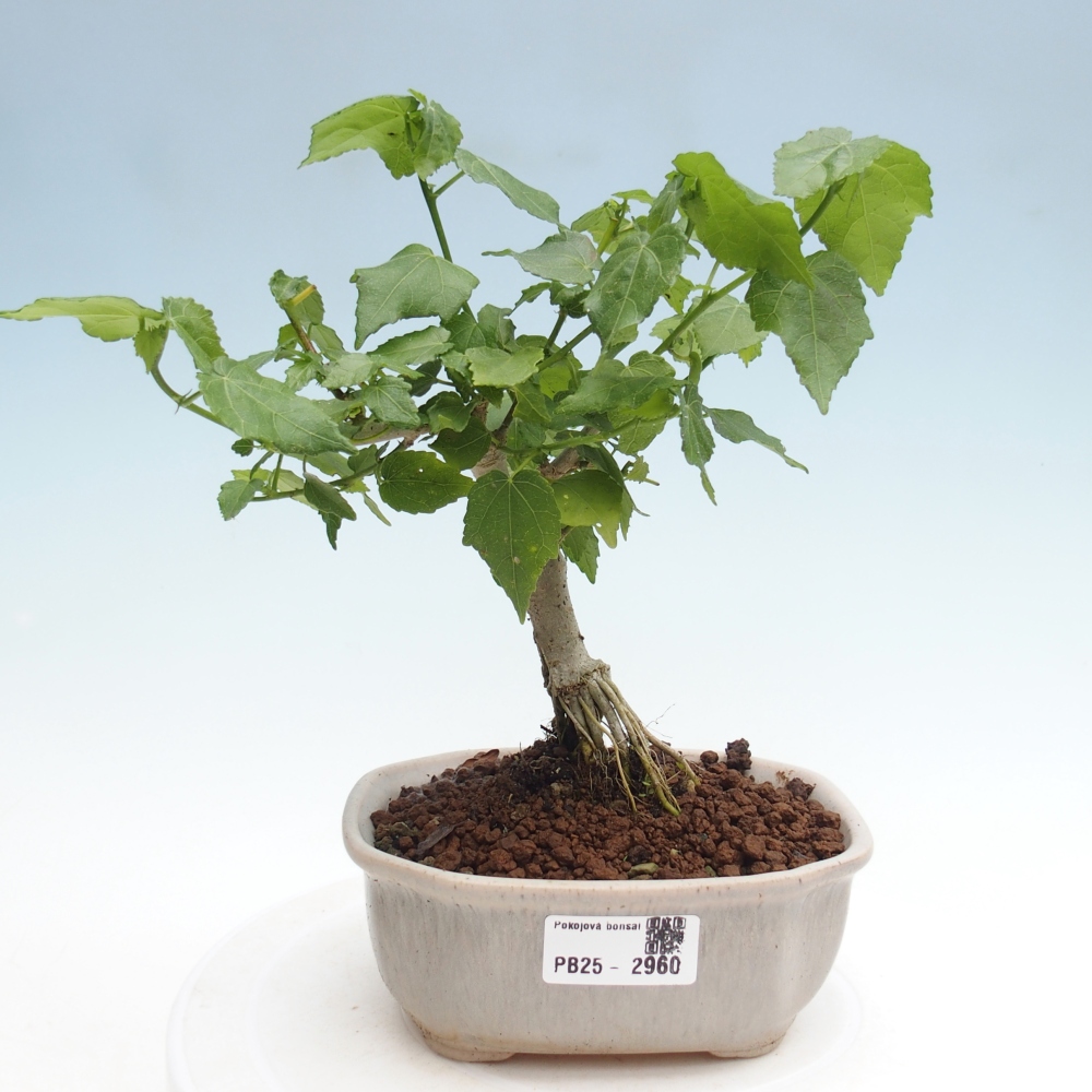 Izbová bonsai - Malvaviscus arboreus - ibištekovec drevnatý