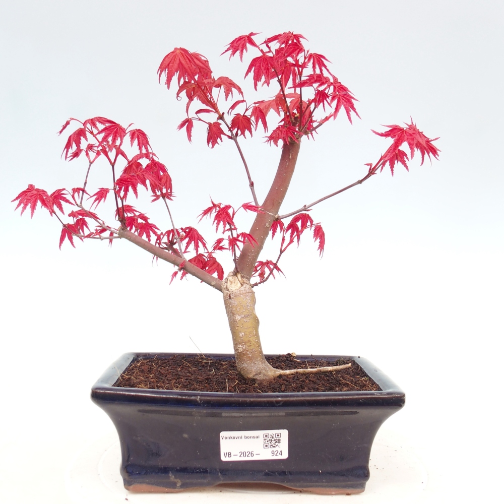 Vonkajší bonsaj - Acer palmatum DESHOJO