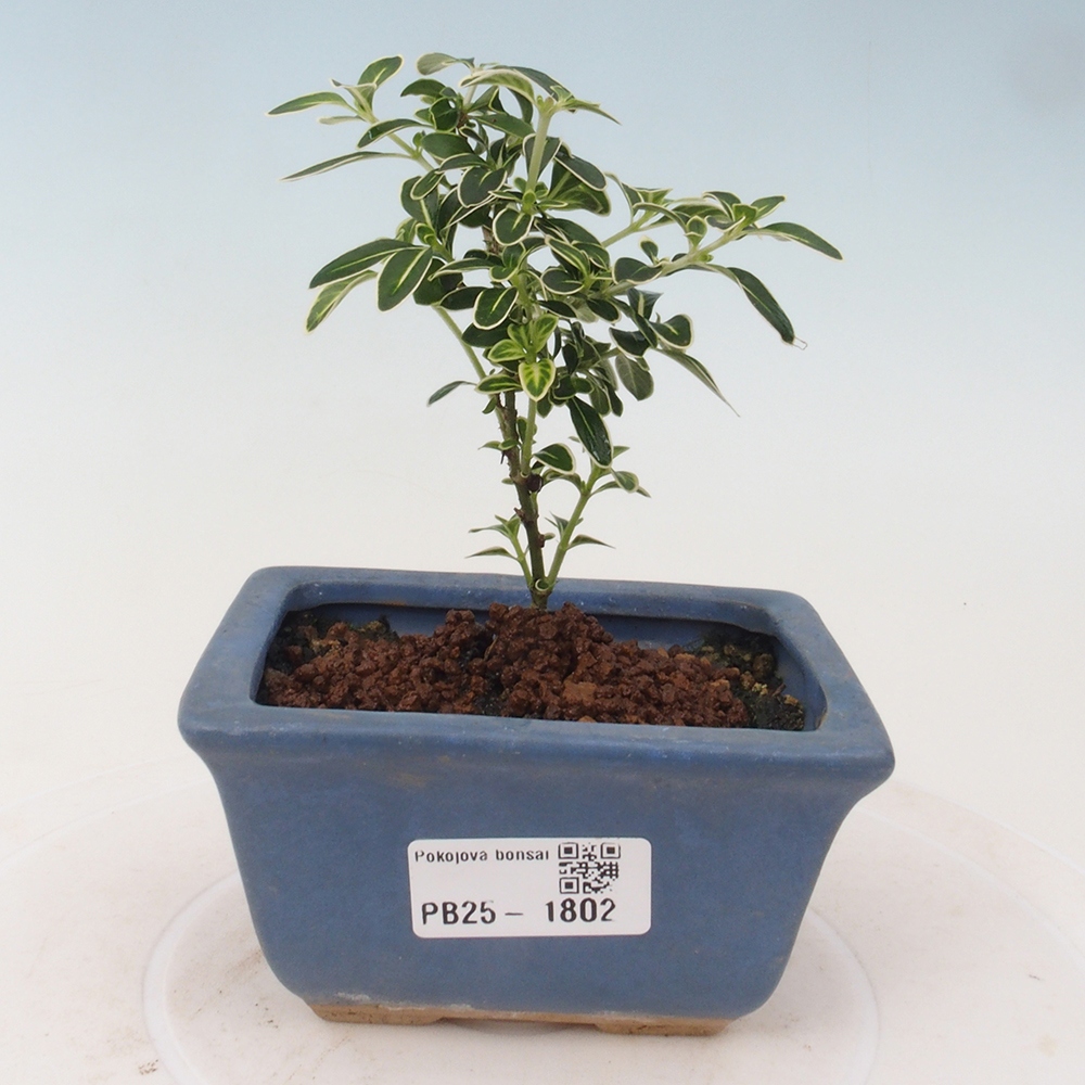 Izbová bonsai - Serissa foetida Variegata - Strom tisíce hviezd
