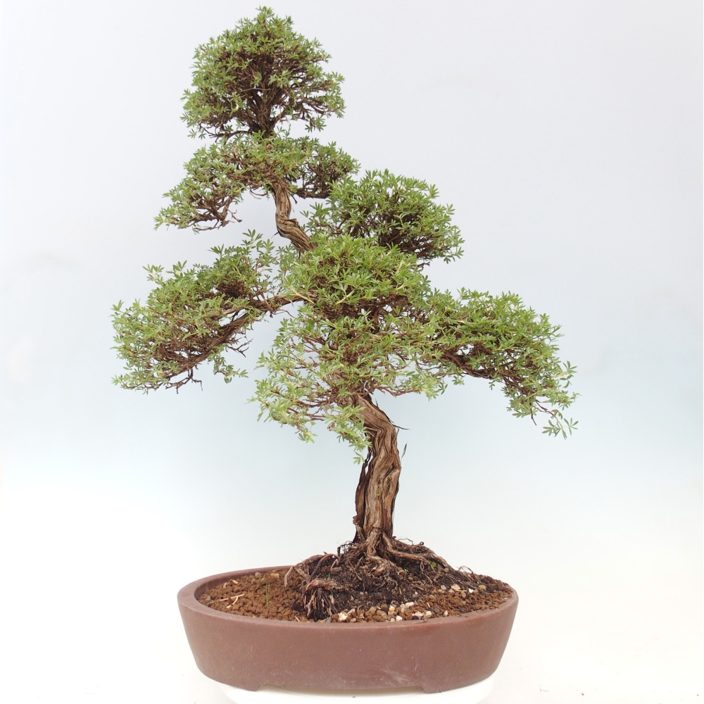 Vonkajšie bonsaje - Potentila fruticosa