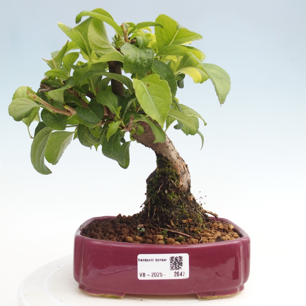 Vonkajšie bonsai - Celastrus Jesenec