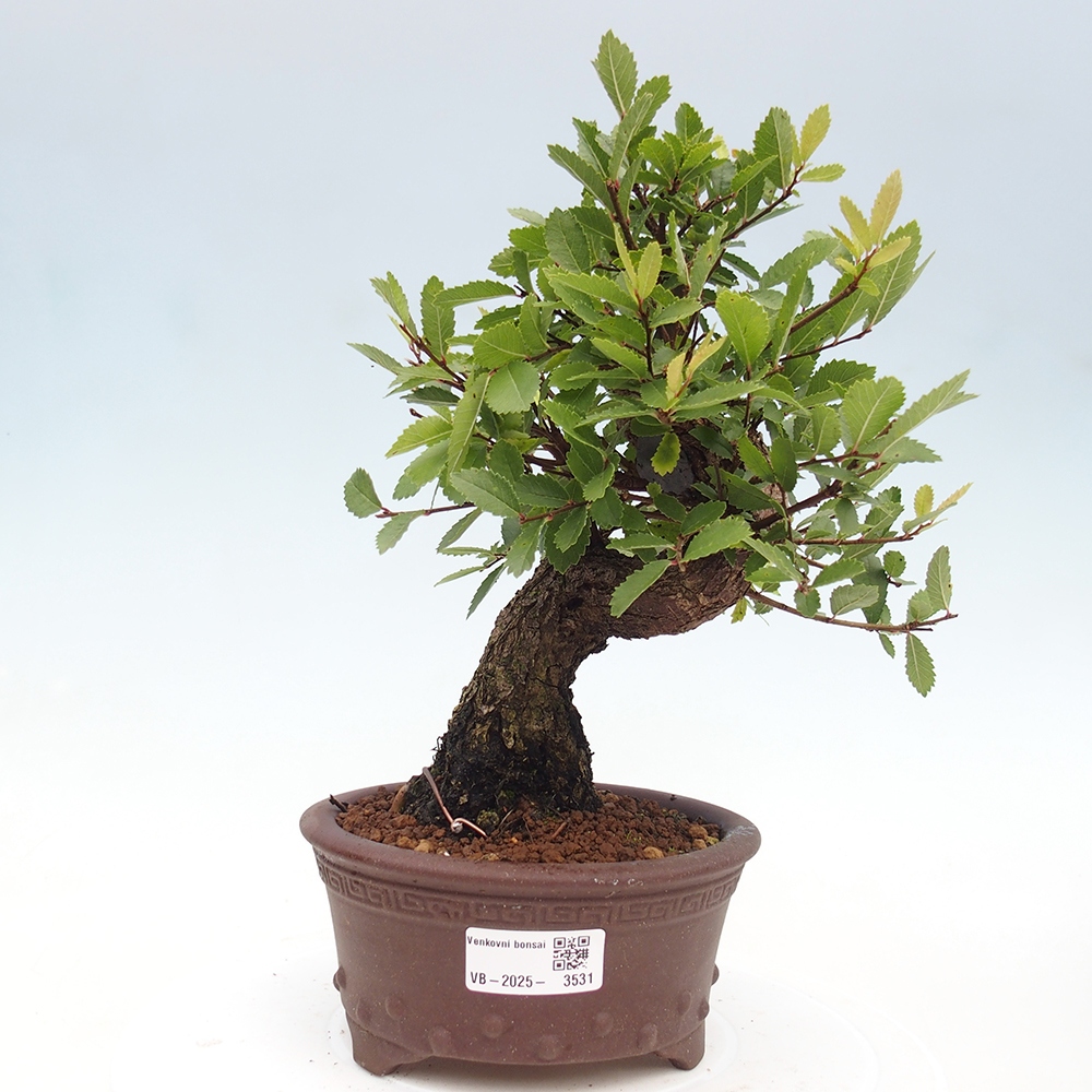 Vonkajšie bonsai - Zelkova - Zelkova serrata