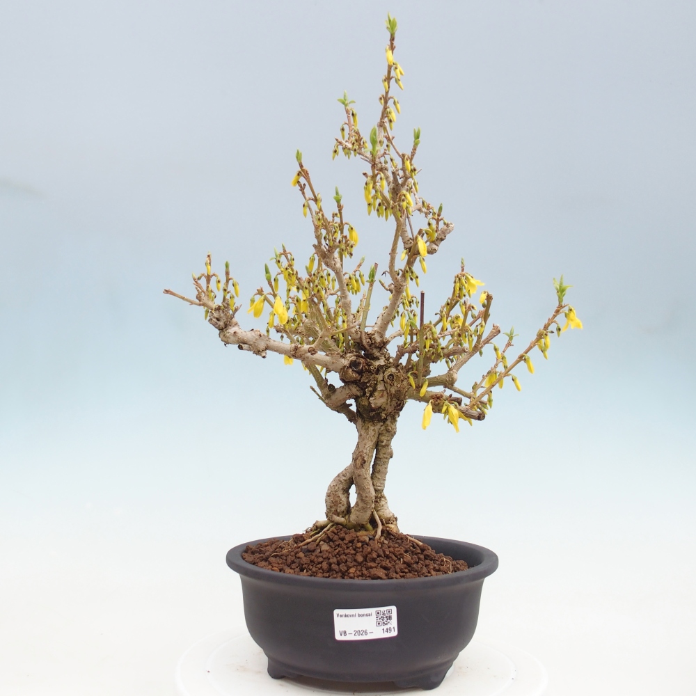 Vonkajšie bonsaje - Zlatice - Forsythia koreana