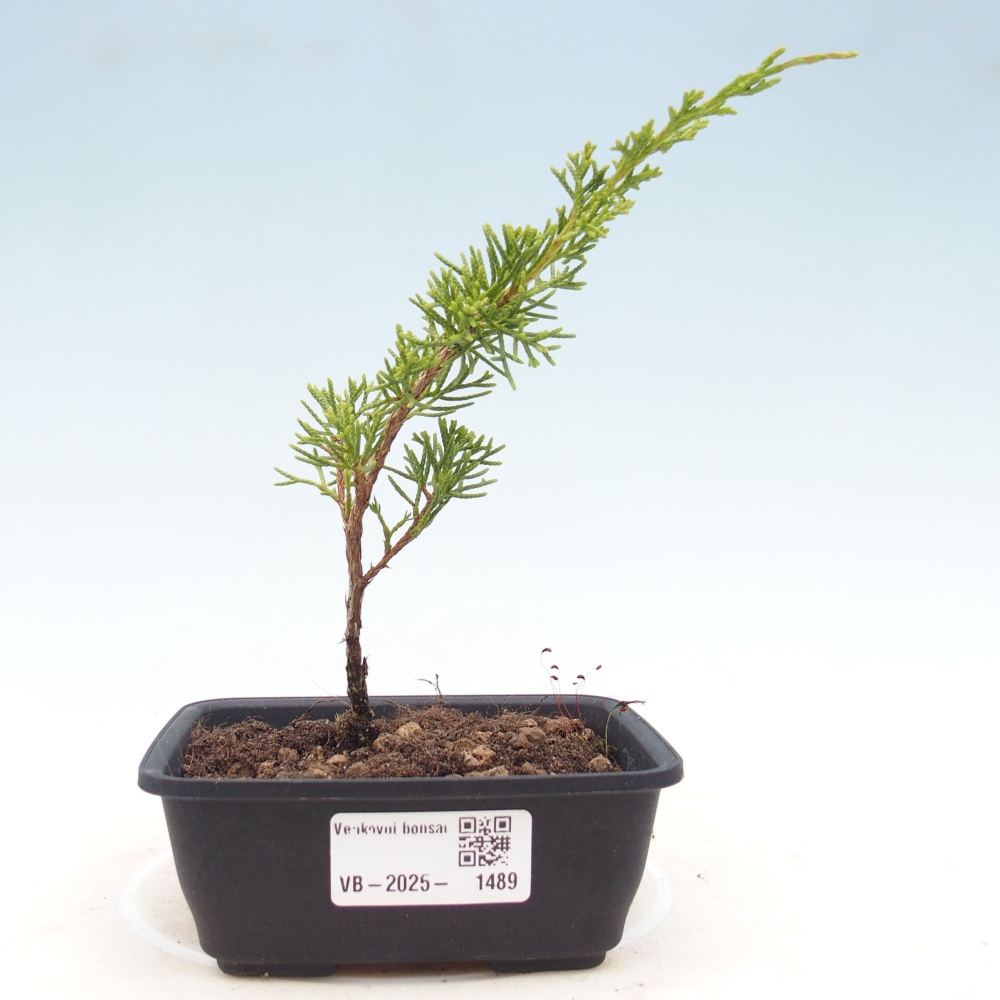 Vonkajší bonsai - Juniperus chinensis Itoigawa -Jalovec čínsky