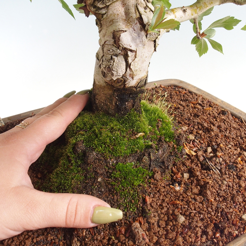 Vonkajší bonsai - Hloh klinovitý - Crataegus cuneata