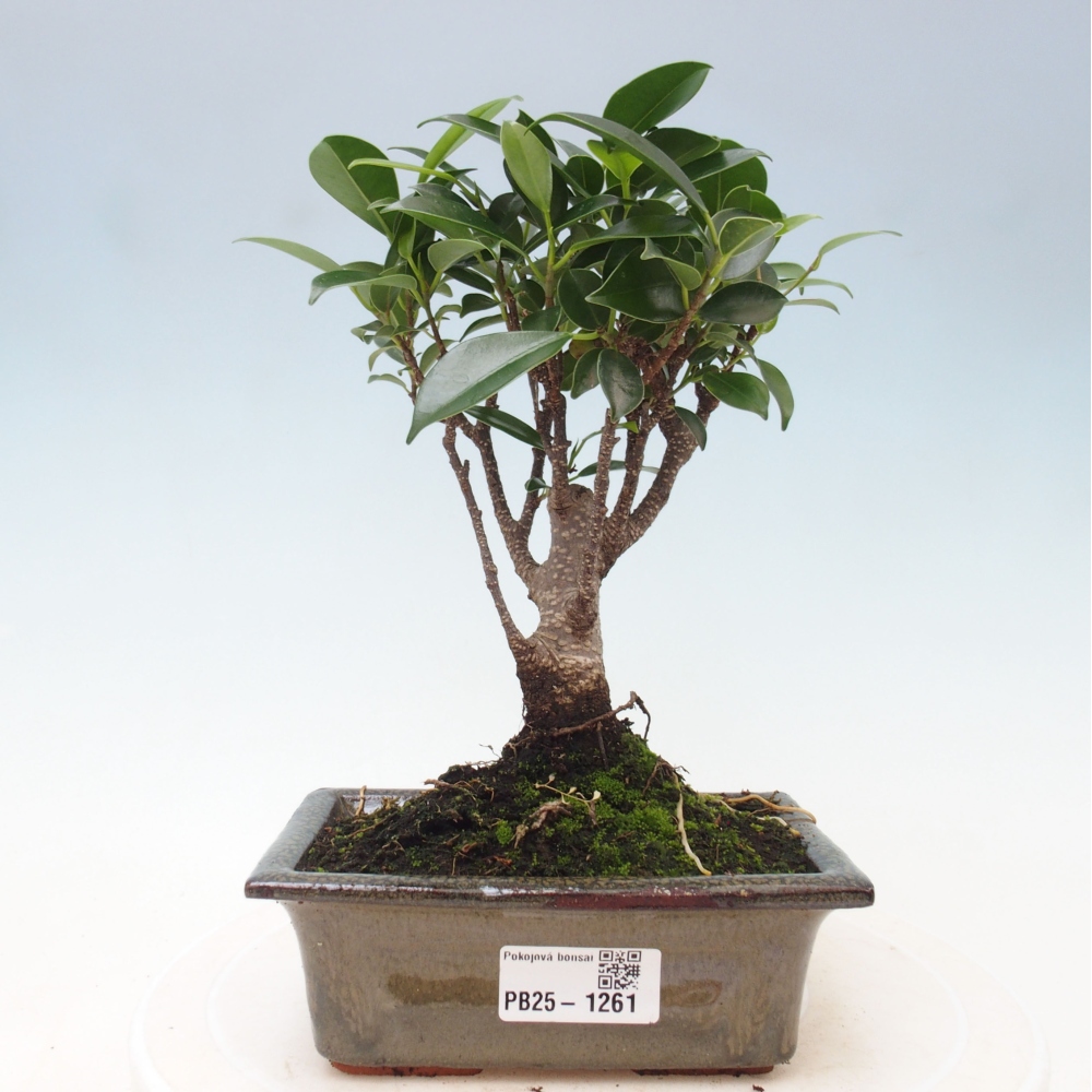 Izbová bonsai - Ficus retusa - malolistý fikus