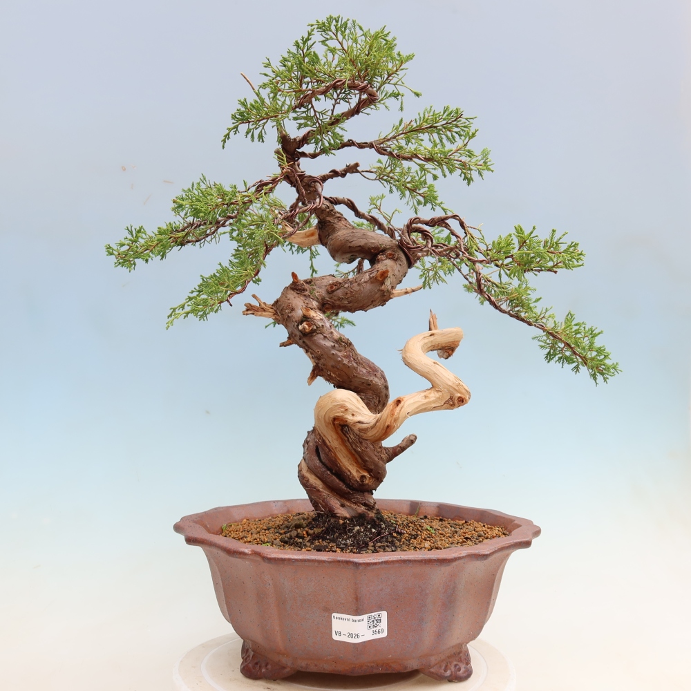 Vonkajší bonsai – Juniperus chinensis Itoigawa – čínsky jalovec