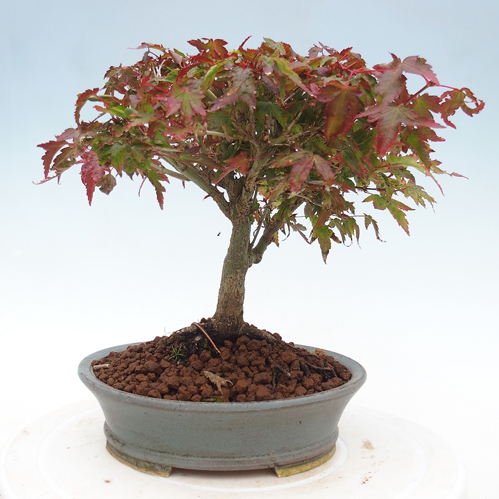 Acer palmatum KIOHIME - Javor palmetový
