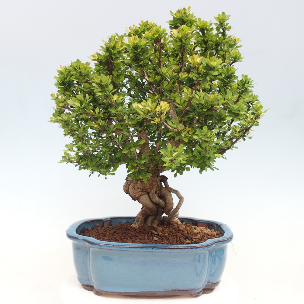 Vonkajšie bonsaje - Berberis coreana