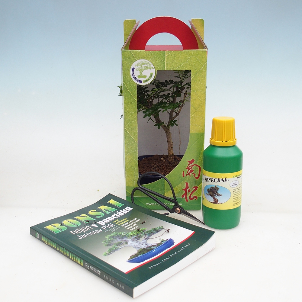 Izbový bonsaj v darčekovej krabičke Zantoxylum piperitum - Paprika