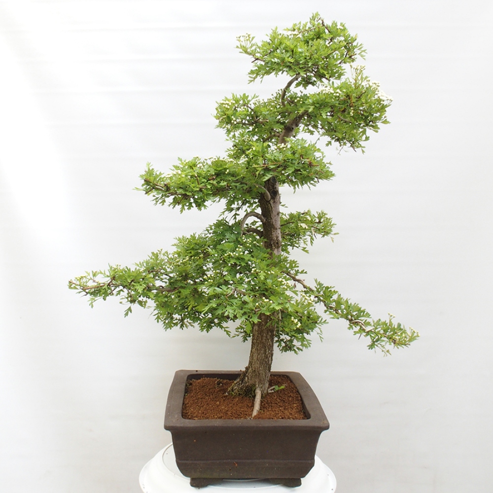 Vonkajší bonsai - Hloh - Crataegus monogyna