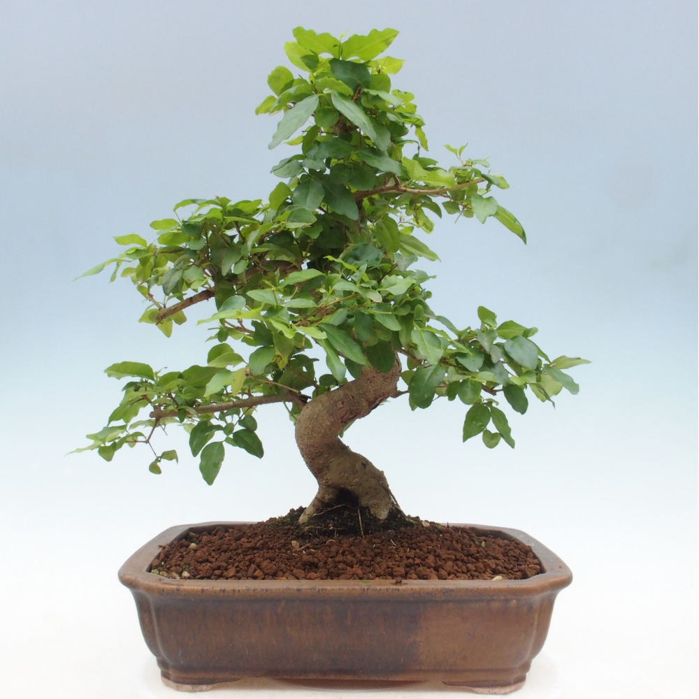 Izbová bonsai -Ligustrum chinensis - Vtáčí zob