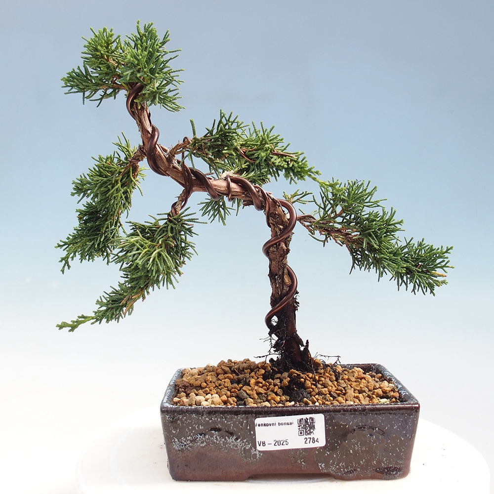 Vonkajší bonsai - Juniperus chinensis Kishu -Jalovec čínsky