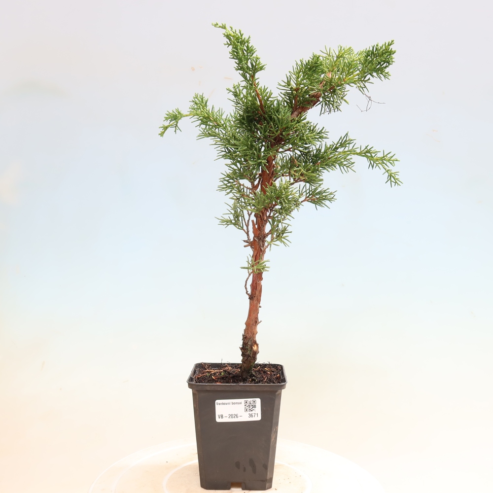 Vonkajší bonsaj - Juniperus chinensis Kishu