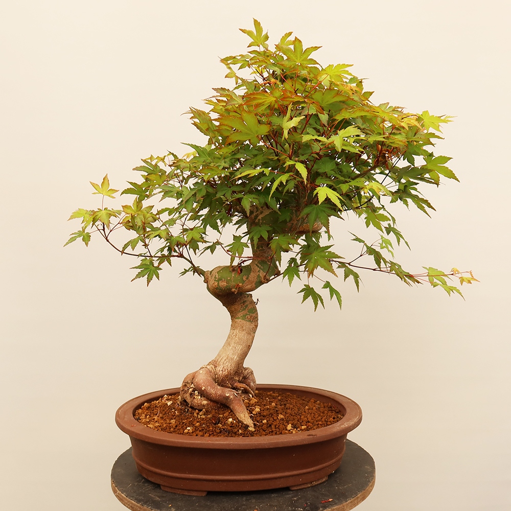 Vonkajšie bonsaje - Maple palmatum - Palmy