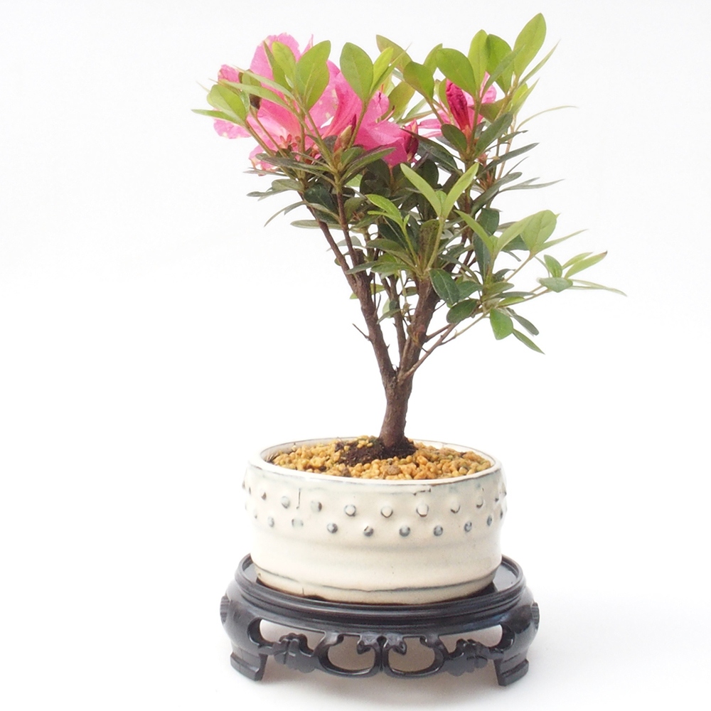 Bonsai stolík plastový okrúhly 14,5 x 14,5 x 4 cm, farba čierna