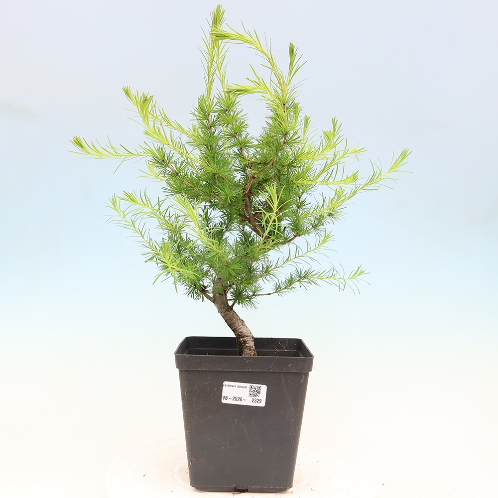 Vonkajšie bonsaje -Larix decidua - Smrekovec