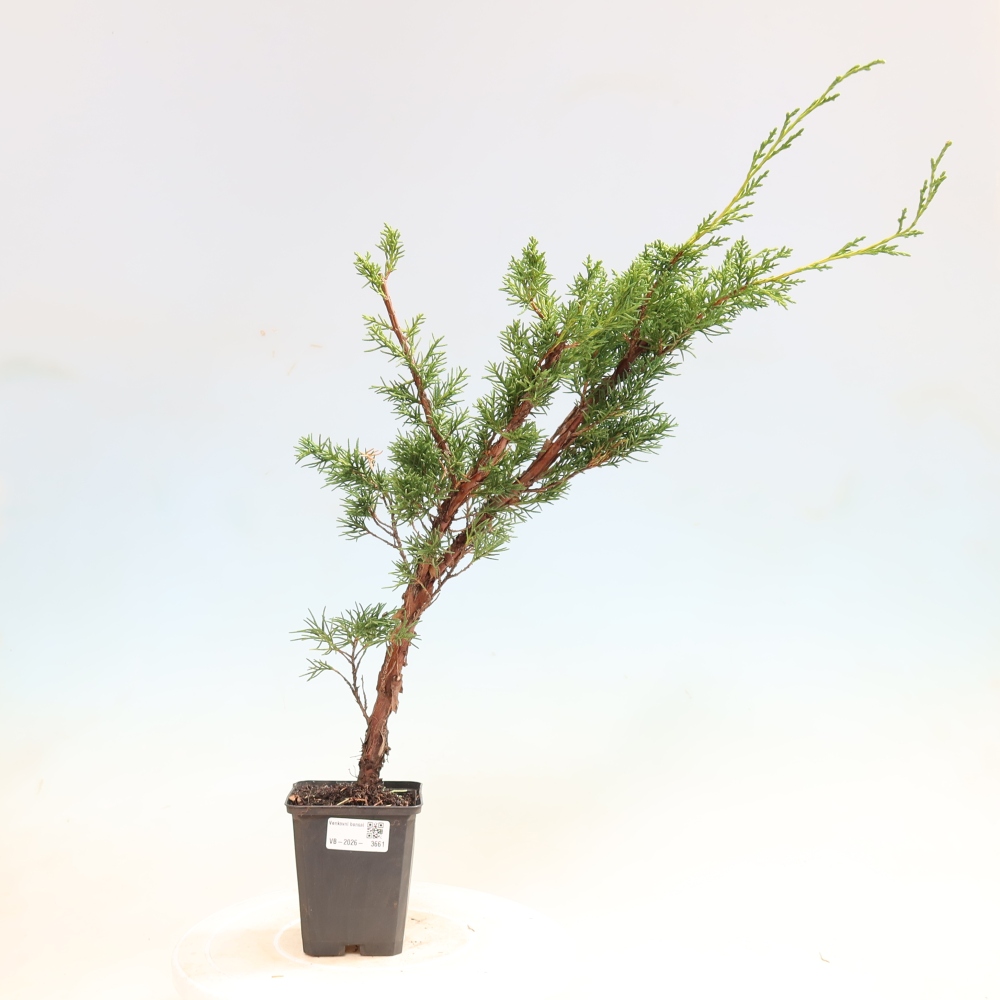 Vonkajší bonsaj - Juniperus chinensis Kishu