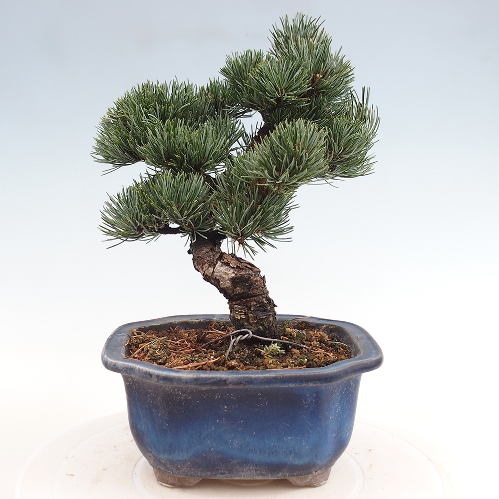 Vonkajšie bonsai - Pinus parviflora - Borovica drobnokvetá