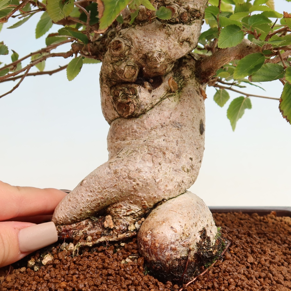 Vonkajšie bonsaje -Carpinus CARPINOIDES - Hrab kórejský