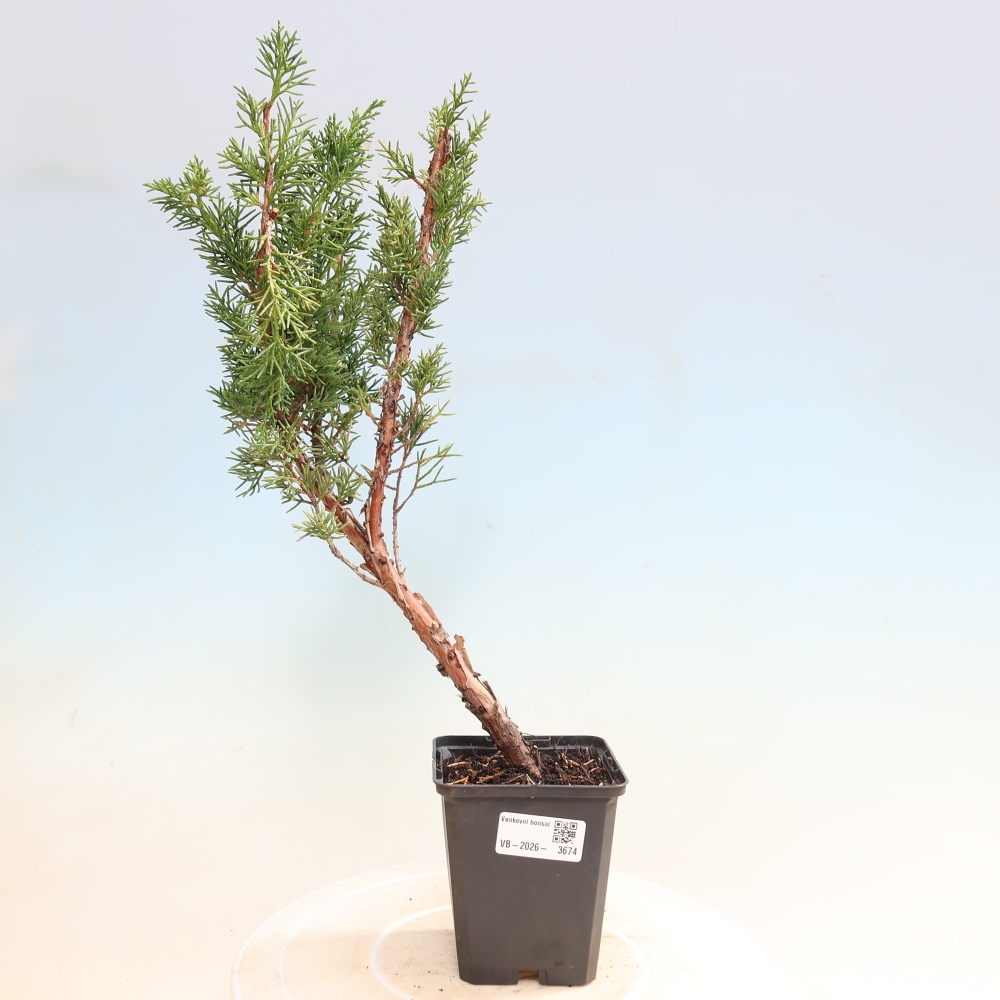 Vonkajší bonsaj - Juniperus chinensis Kishu