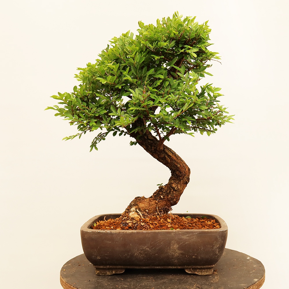 Vonkajšie bonsai - Zelkova - Zelkova NIRE