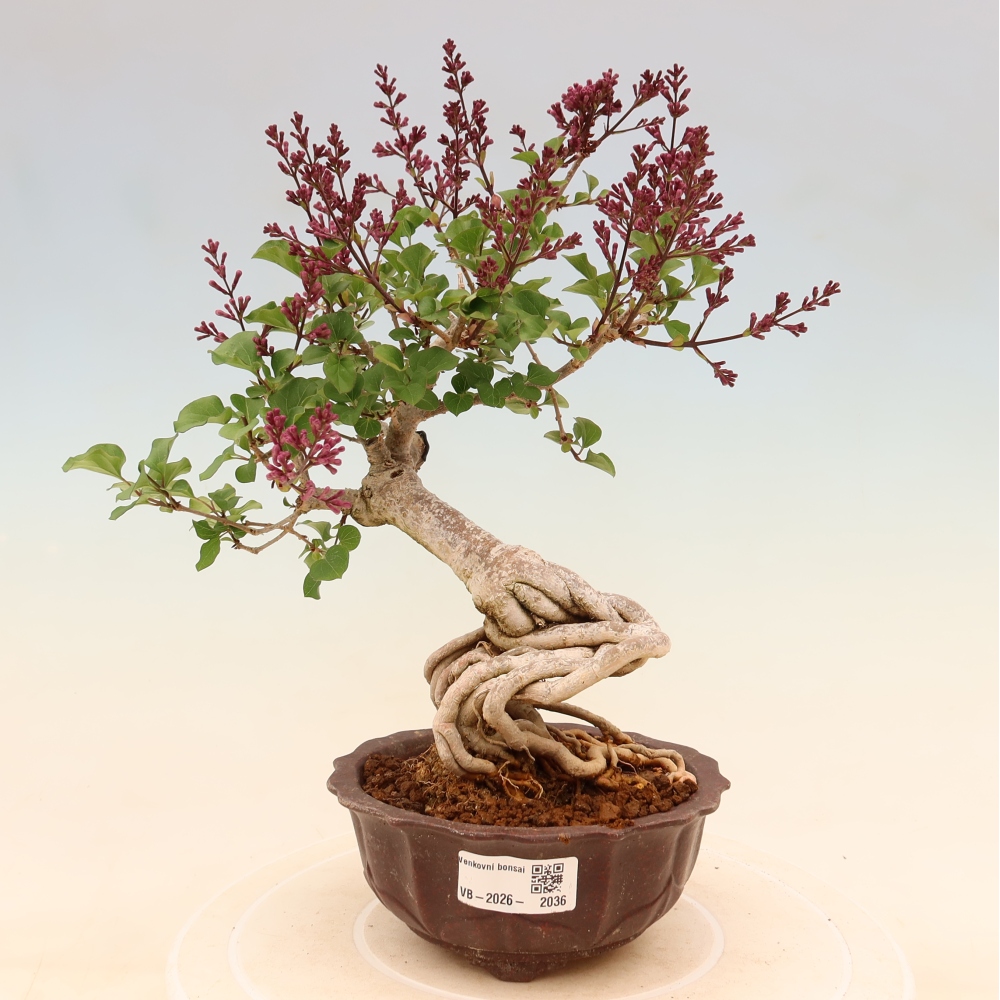 Vonkajší bonsaj - Syringa microphylla - drobnokvetý šeřík