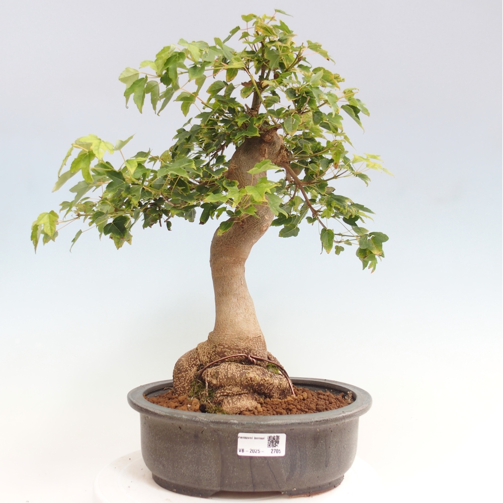 Vonkajšie bonsai - Javor Buergerianum - Javor Burgerův