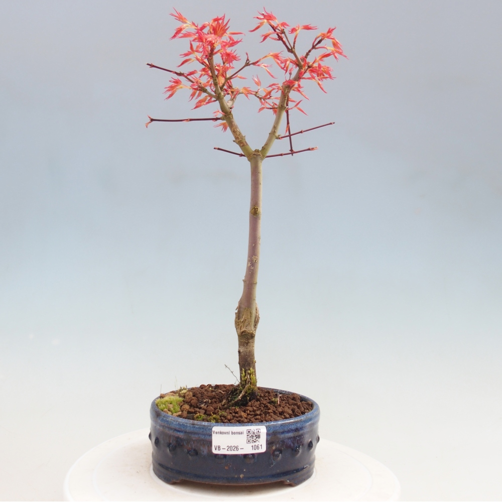 Javor poľný - Acer palmatum Beni Tsukasa