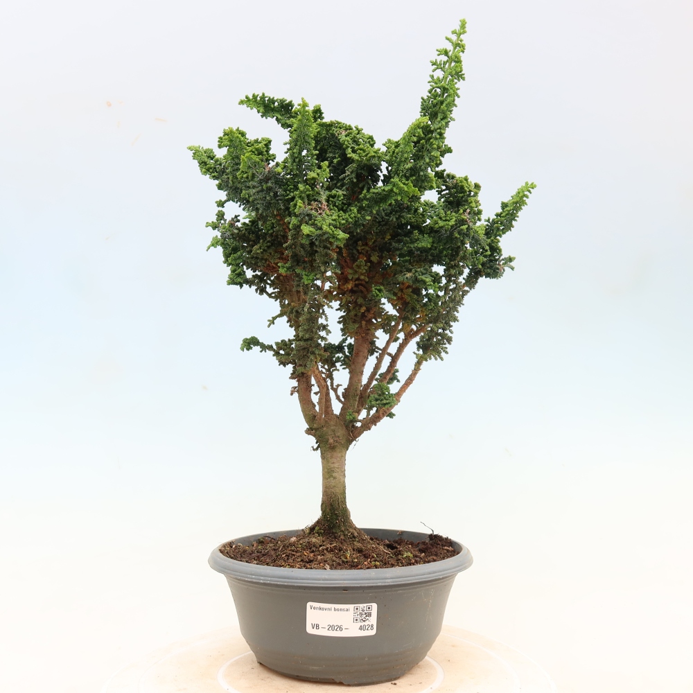 Vonkajší bonsaj - Cham. obtusa SEKKA HINOKI - Cypruštek
