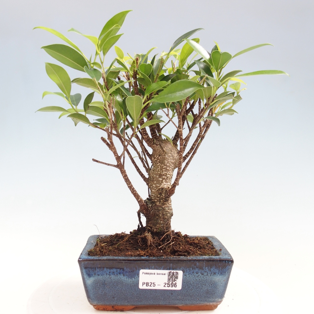Izbová bonsai - Ficus retusa - malolistý fikus