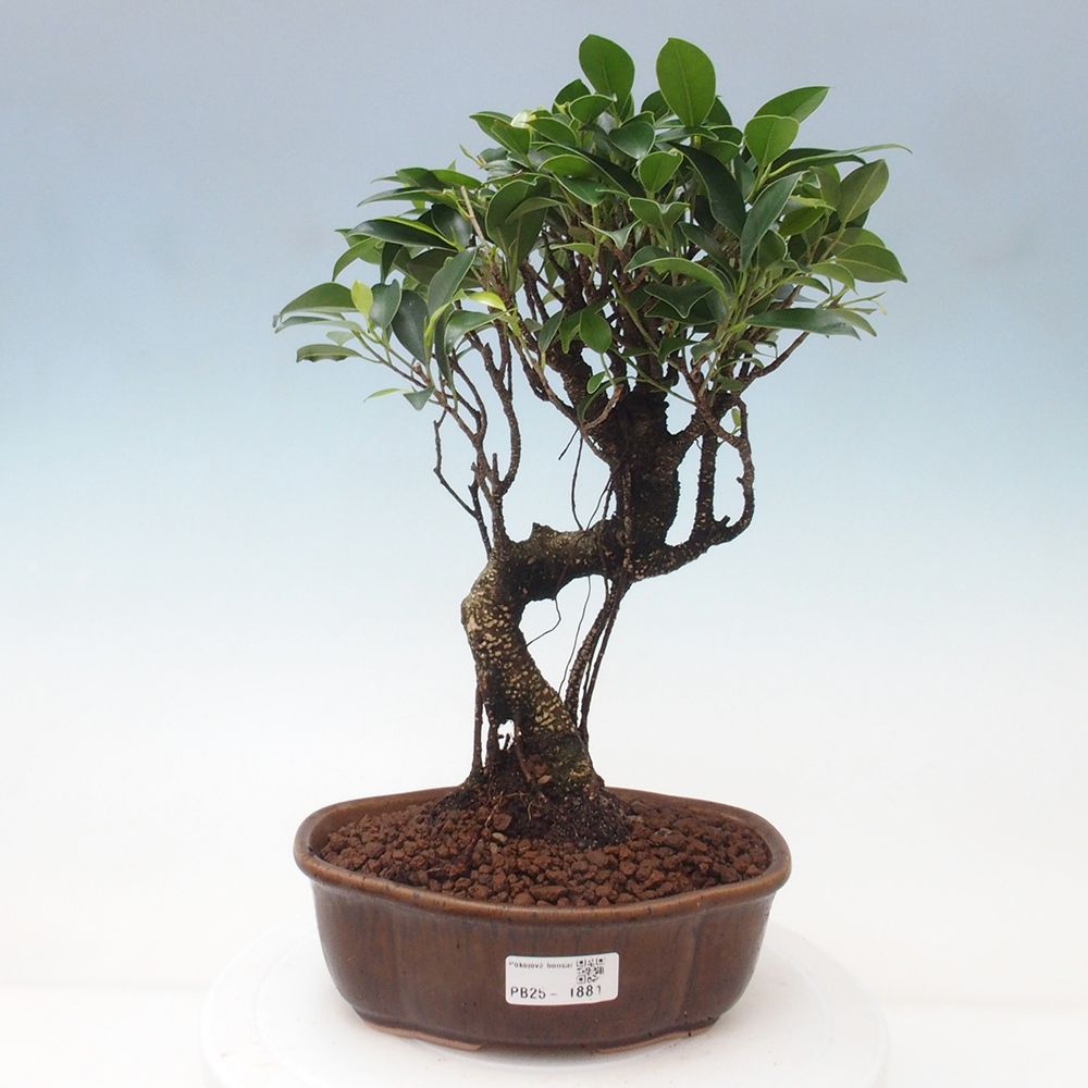 Izbová bonsai - Ficus retusa - malolistá fikus