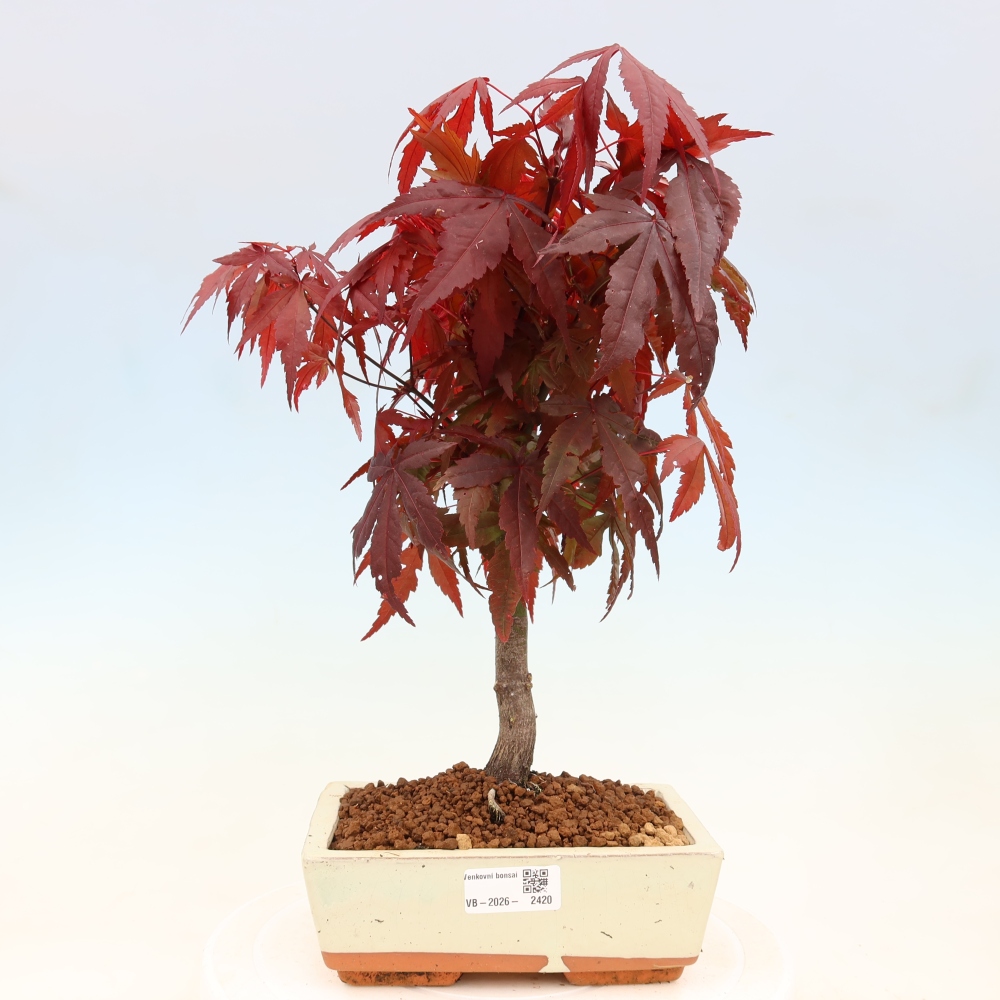 Vonkajšia bonsaj - palma Acer. Atropurpureum-Javor palmový