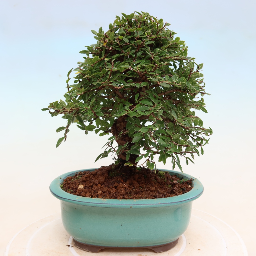 Vonkajšie bonsaje - Zelkova - Zelkova NIRE