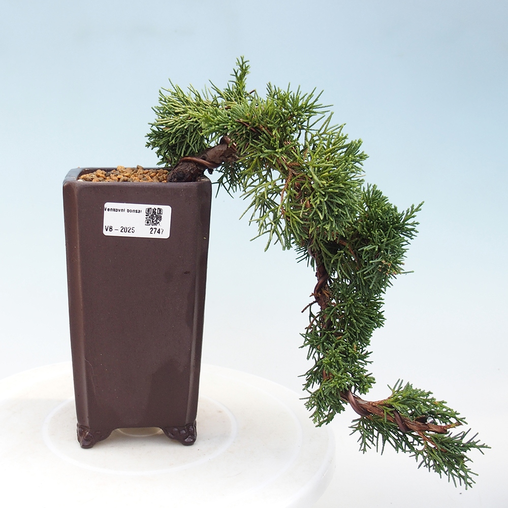 Vonkajší bonsai - Juniperus chinensis Kishu -Jalovec čínsky