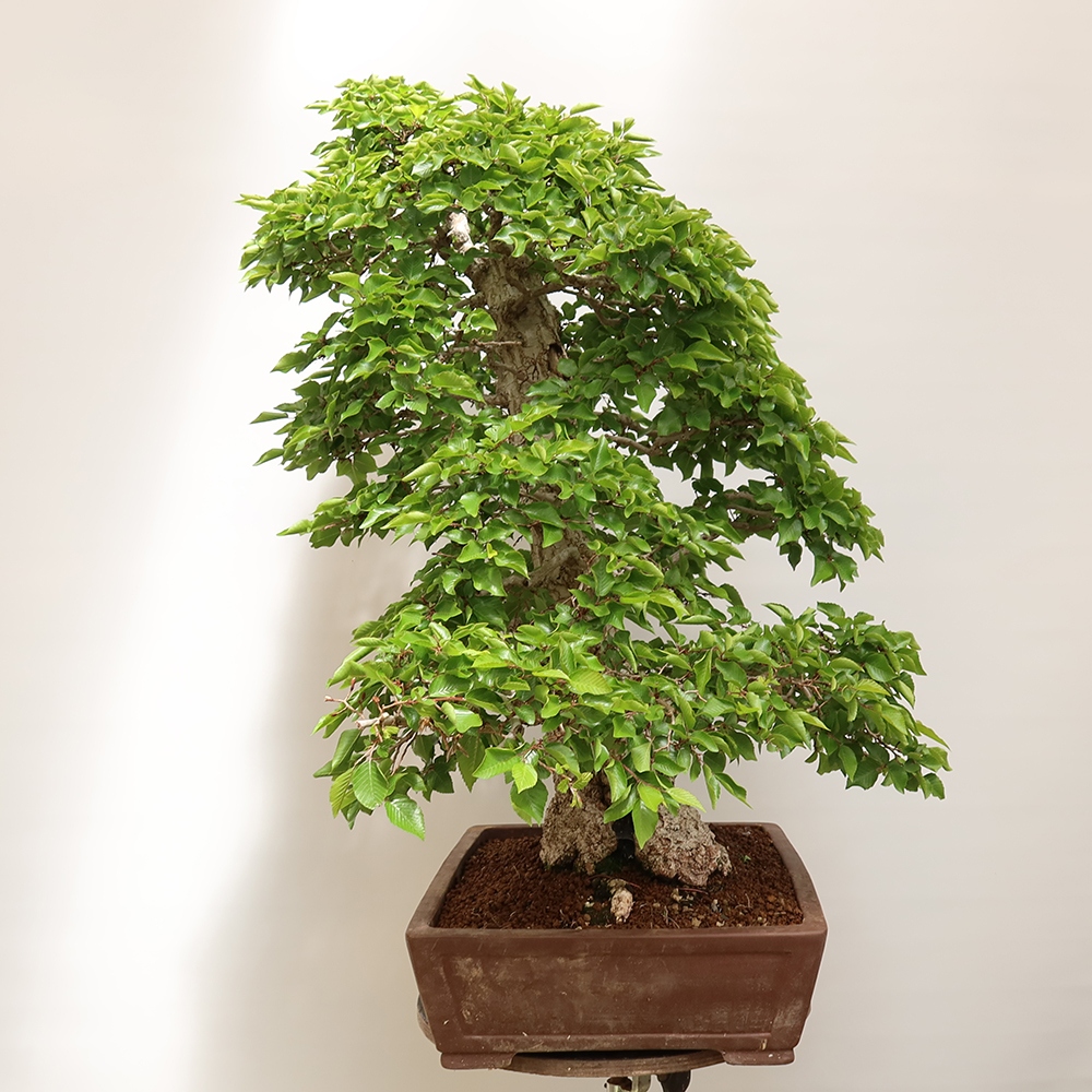 Vonkajší bonsai -Carpinus Coreana - Hrab kórejský