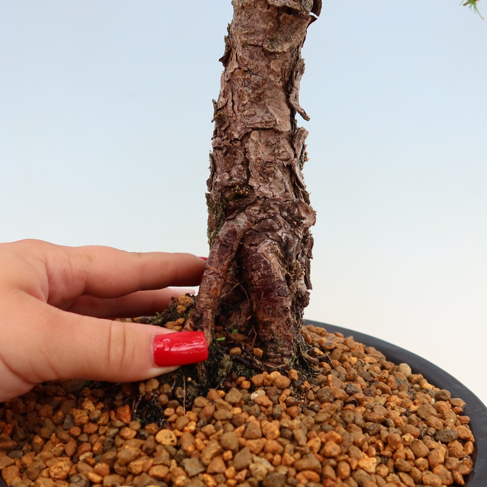 Vonkajšie bonsaje -Larix decidua - Smrekovec