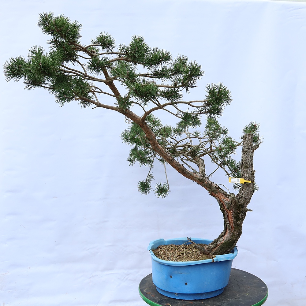 Pinus sylvestris Španielsko – borovica lesná