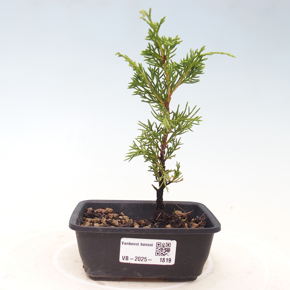 Vonkajší bonsai - Juniperus chinensis Itoigawa -Jalovec čínsky