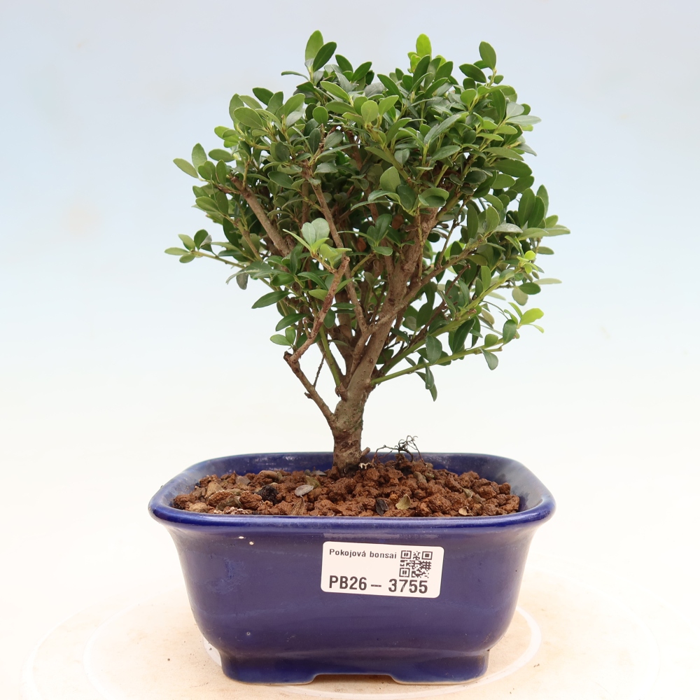 Izbový bonsaj - Ilex crenata - Cesmína