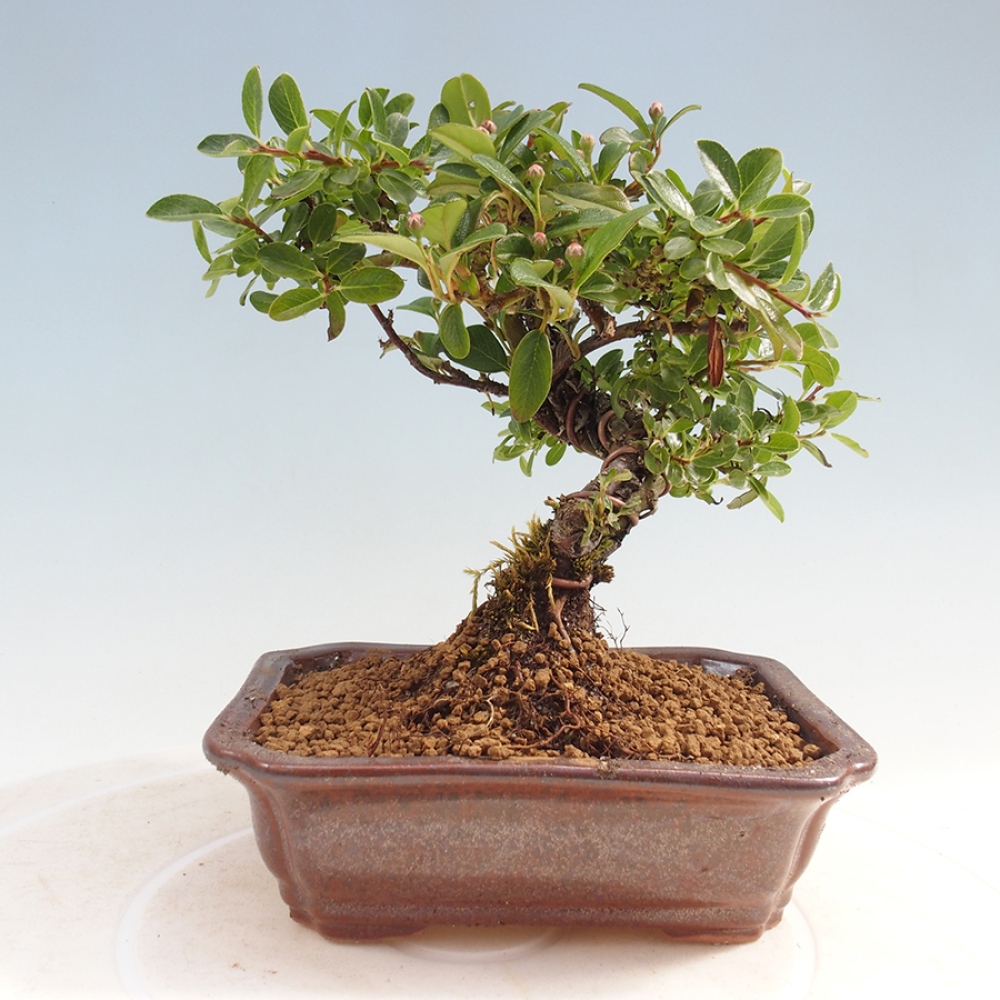 Vonkajší bonsai - Cotoneaster horizontalis - Skalník