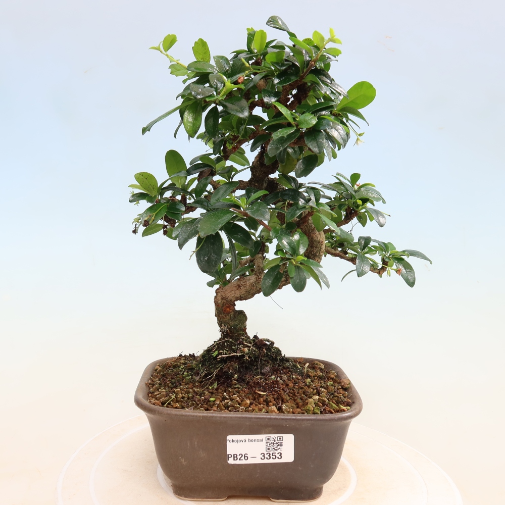 Izbové bonsaje - Carmona macrophylla - Tea fuki